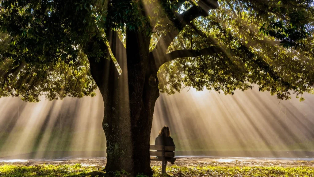 Pessoa sentada sozinha em um banco sob uma árvore frondosa, iluminada por intensos raios de sol que atravessam as folhas, criando uma atmosfera de paz e contemplação.